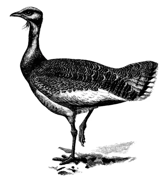 Wielki Bustard Jest Jednym Najcięższych Ptaków Latających Rodzinie Bustard Można — Wektor stockowy