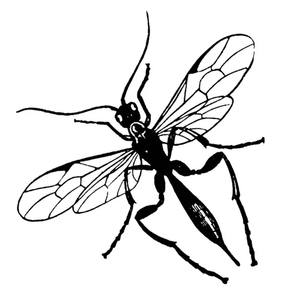 金丝虫一种金丝雀科的雌性寄生虫 有带横穿腹部他们经常倒立在麦杆上 画古埃及线条或雕刻插图 — 图库矢量图片