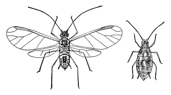 Piojo Del Lúpulo Vive Ciruelo Finales Del Otoño Invierno Principios — Vector de stock