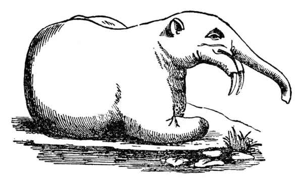 Deinotherium 나타났고 플라이스토세 초기까지 계속되었던 코끼리의 친척격인 Deinotherium — 스톡 벡터
