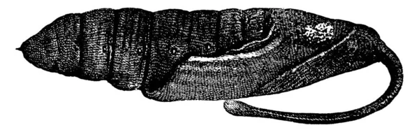 プロトパルスセレウス種の子犬の段階では 彼らはその名前 ジャガイモの鷹蛾を取得し ホスト植物としてジャガイモの使用として ヴィンテージラインの描画やイラストを彫刻 — ストックベクタ