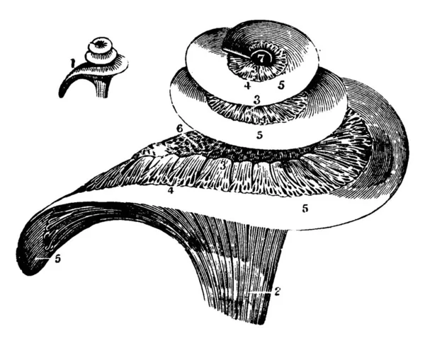 Tubo Forma Caracol Llamado Cóclea Está Lleno Terminaciones Nerviosas Fluidas — Archivo Imágenes Vectoriales