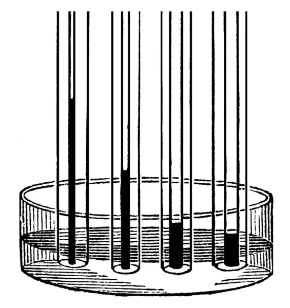 様々な幅のキャピラリ管の典型的な表現は それに液体の異なるレベルまたは高さを含む ヴィンテージライン図面または彫刻イラスト — ストックベクタ