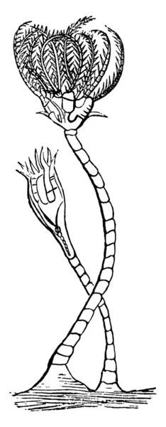 Krinoidy Jsou Mořští Živočichové Kteří Tvoří Třídu Crinoidea Ostnokožců Vinobraní — Stockový vektor