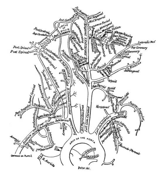下手足の動脈は その機能は 体の下部に血液を供給することです図に示されている ヴィンテージライン図面や彫刻イラスト — ストックベクタ