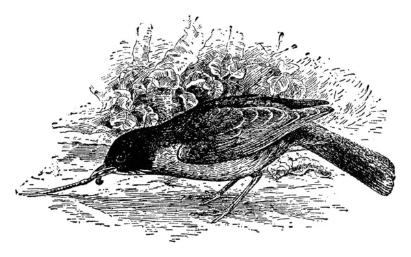 Американская Малиновка Насекомые Поедающие Птиц Рисующие Винтажные Линии Гравирующие Иллюстрации — стоковый вектор