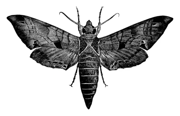 写真は蛾のフィランペルス アケモン種を描いたもので 胸部に三角形のパッチが2つ ヴィンテージラインのドローイングや彫刻のイラストが描かれていることが多い — ストックベクタ