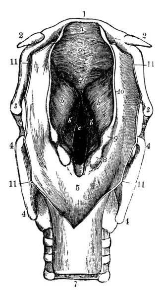 Larynx Est Tube Environ Pouces Long Chez Adulte Dessin Ligne — Image vectorielle