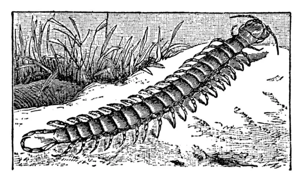 Centipede Hewan Metamerik Memanjang Dengan Satu Pasang Kaki Segmen Tubuh - Stok Vektor