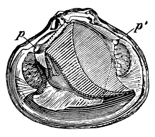 它们是在北美洲大西洋沿岸发现的底栖双壳软体动物 属于Astartidae科 这里显示的是 前部和后部的踏板肌肉 复古线条画或雕刻插图 — 图库矢量图片
