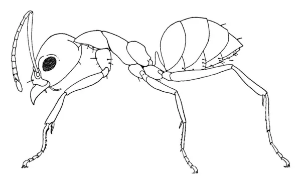 Hormiga Argentina Una Hormiga Pequeña Con Cuatro Patas Cabeza Roja — Archivo Imágenes Vectoriales