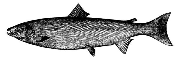 Pesce Salmone Atlantico Che Mostra Nell Immagine Aspetto Sezione Trasversale — Vettoriale Stock