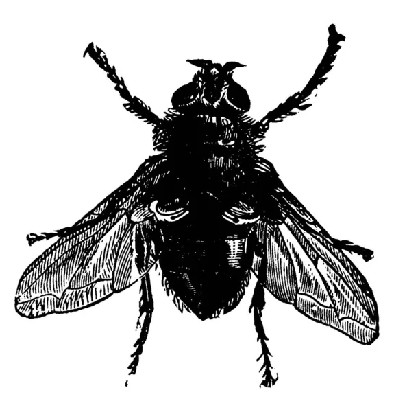 カリフォラの嘔吐物の種のブローフライ 残りの部分とその頭 胸部と腹部は 翼よりも非常に暗いです ヴィンテージライン図面やイラストを彫刻 — ストックベクタ