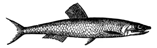 Ryby Sardeli Mała Ryba Rozpiętości Długości Głowa Jest Ostry Spiczasty — Wektor stockowy