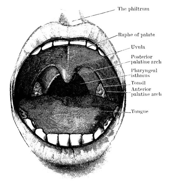Ízlelő Mandulatájat Két Szájpadhasívet Garat Isthmusát Ábrázoló Nyitott Száj Vintage — Stock Vector