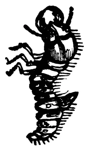 Εικόνα Που Δείχνει Larva Του Cicindela Vintage Γραμμή Σχέδιο Χαρακτική — Διανυσματικό Αρχείο