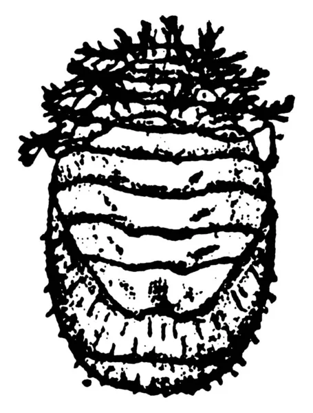 Squash Beetle Сосущие Соки Насекомые Рисунок Винтажной Линии Гравировка — стоковый вектор