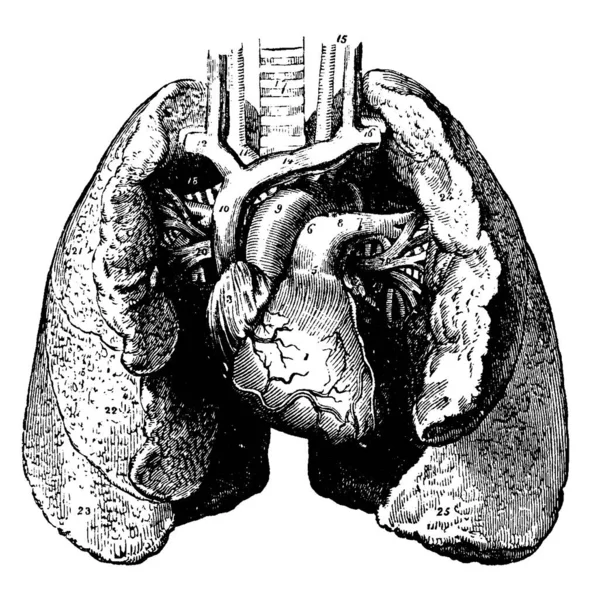 心臓や肺の典型的な表現 その部品のラベル付き ヴィンテージライン図面や彫刻イラスト — ストックベクタ