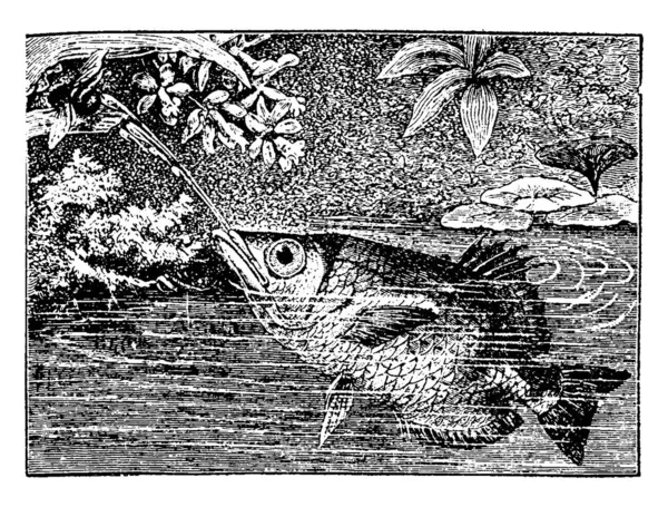 箭鱼是指看起来像水族馆鱼的鱼 被陆生昆虫捕食 有古老的线条画或雕刻图解 — 图库矢量图片