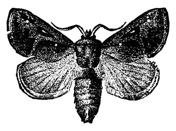 Малюнку Зображена Метелик Вид Empretia Stinulea Який Окреслює Сідлоподібну Форму — стоковий вектор