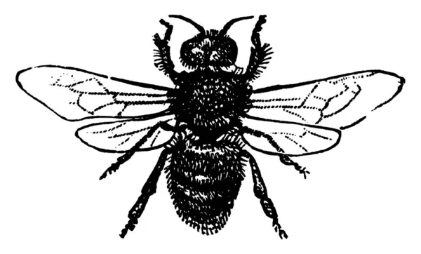 雄蜂与未受精卵的蜂后交配 — 图库矢量图片