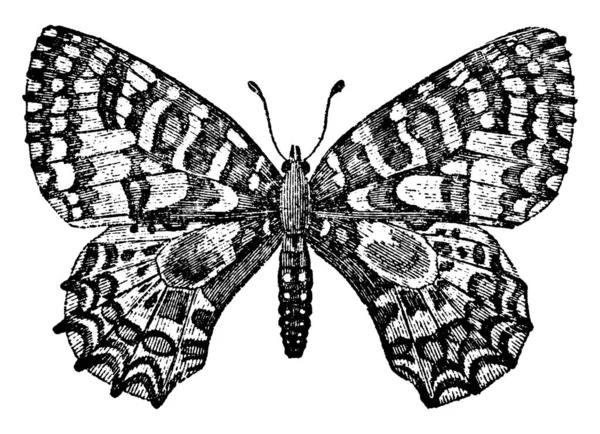 Motyl Latający Owad Kolorami Pięknymi Wzorami Skrzydłach Rysunek Linii Vintage — Wektor stockowy