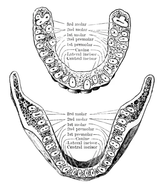 Горизонтальний Переріз Між Верхньою Нижньою Щелепами Показує Коріння Зубів Вінтажний — стоковий вектор