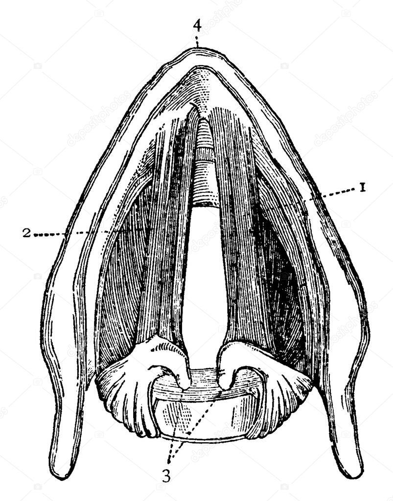 Cross section of the larynx above the vocal cords, with the parts, 1: right vocal cord. 2: left vocal cord. 3: cartilages to which the vocal cords are attached behind and 4: front edge of the larynx, vintage line drawing or engraving illustration.