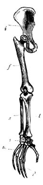 Şempanzenin arka kolu (i) 'nin masum kemik (f) olarak uyluk kemiği (t) kaval kemiği olarak, ayak bileği (m) kemikleri gibi kaval kemiği (m) olarak, el tarağı (p)' nin parmak kemiği olarak, vintage çizim veya resim çizimi olarak gösterilir..