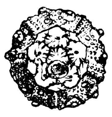 Hemicidaris intermedya 'nın tipik bir temsili, Flem. ; Corallian, Calne, daire şeklinde ve benekli, klasik çizgi çizimi veya gravür çizimi.