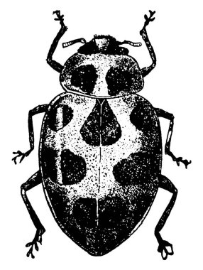 Kafayla kanat kaplamaları arasında pürüzsüz bir geçiş sağlayan kubbe şeklinde bir uğur kuşu, genellikle turuncu veya kırmızı renklerde ve belirgin siyah renkli küresel lekeler, klasik çizgi çizimleri veya oyma resimleriyle.