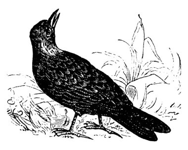 Lark- Alaudidae, kuşgiller (Felidae) familyasından bir kuş türü..