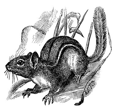 Sincaplar yaklaşık 15 cm uzunluğunda ve yaklaşık 10 cm uzunluğunda kuyrukları olan küçük çizgili türlerdir. Üst kısımları kırmızımsı kahverengidir ve iki beyaz çizgisi ve dört siyah çizgisi vardır, klasik çizgi çizimi veya kabartma çizimi 