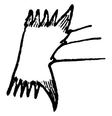 Anteni, eski çizimi ya da kabartması olan çeşitli sopaları olan bir böcek kafası ve anten..