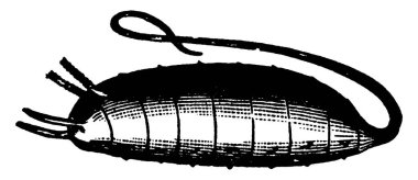 Eristalis türlerinin fare desenli larvaları, vücudun neredeyse her kesiminde koyu noktalar, klasik çizimler veya oyma çizimleri ile.