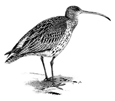 Curlew, Scolopacidae familyasından Avrupa 'da yaşayan en büyük kuş türü. Uzun, ince, kavisli gagaları ve benekli kahverengi tüyleri, klasik çizimleri ya da kabartma çizimleri vardır.. 