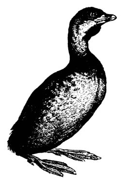 Grebe, Podicipedidae familyasından bir kuş türü. Klasik çizim ya da gravür çizimi..
