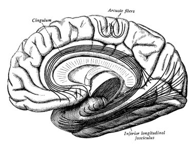 Beyin korteksinin tipik bir temsili, beynin en önemli bağlantı noktaları. Bu lifler yarımkürenin orta (orta) yüzeyine, klasik çizgi çizimine ya da kabartma çizimine yansıtılır..