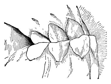Genç, hadım edilmemiş erkek atın çenesi, klasik çizim ya da gravür çizimi.. 