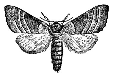 Resim sarı boyunlu tırtılın ana babası Datana bakteri türünü tasvir ediyor. Her kanatta üç ila dört çizgi var. Klasik çizim ya da gravür..