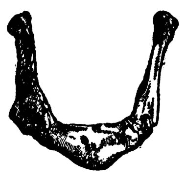 Boğaz önünde, Adem elmasının hemen üstünde duran izole edilmiş bir 