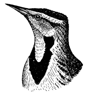 Meadowlarks, Yeni Dünya 'da Icteridae familyasından Sturnella cinsine ait kuş türü..