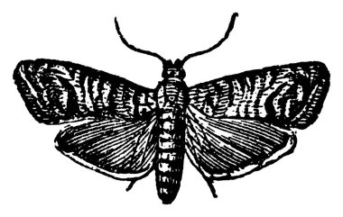 Codling güve, carpocapsa pomonella türleri koyu benekli kanatları açık, klasik çizim ya da gravür çizimi.