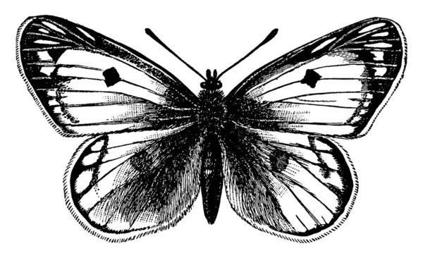 Die Schmetterlinge Stammen Aus Der Familie Der Rhopalocera Und Sind — Stockvektor