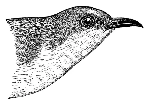 Siyah Gagalı Guguk Kuşu Genellikle Gözünün Etrafında Kırmızı Bir Halka — Stok Vektör