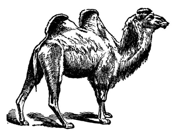 Camel Carece Cuernos Caracteriza Por Una Fisura Labio Superior Cuello — Vector de stock