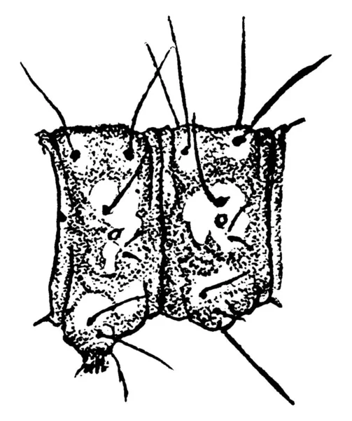 Het Structurele Detail Van Mediterrane Meelmot Ephestia Kuhniella Soort Met — Stockvector