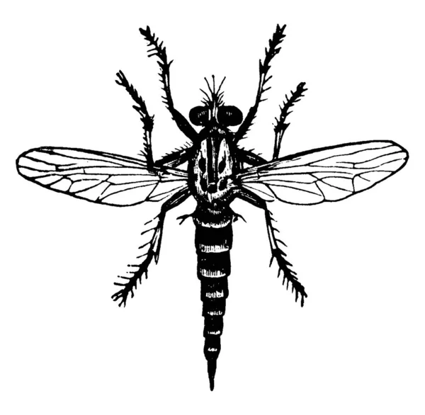 Ein Insekt Aus Der Familie Der Asilidae Raubfliegen Vintage Linienzeichnung — Stockvektor