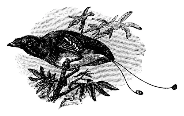 天堂鸟 Cicinnurus Regius 是天堂鸟 Paradisaeidae 科的一种天堂鸟 金雀鸟一种6到7英寸长的火红橙色的鸟 有艳丽的绿色 古老的线条或雕刻图案 — 图库矢量图片
