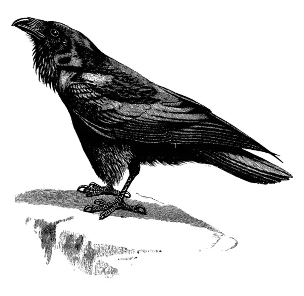 Rabe Ist Ein Schwerfälliger Dunkler Passantenvogel Größer Als Krähen Der — Stockvektor